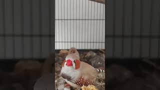 burung Zebra Finch baby Cara Induk Kasih Makan [upl. by Ignatia135]