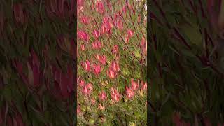 Winter Red Leucadendron salignum  End of the summer in the garden [upl. by Prouty]