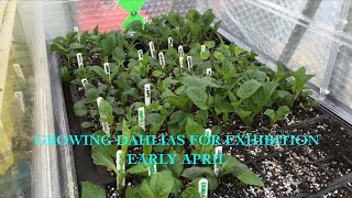 Growing Dahlias for Exhibition Part 4 Early April [upl. by Domel]