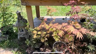 Japanese Maple Container Garden Tour  June 13th 2023  p2 [upl. by Necaj]