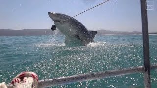 Top 10 Horrific Shark Attack Footage Caught On Tape [upl. by Nodnyl]