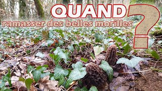 Quand aller aux morilles  3 méthodes pour connaitre le bon moment [upl. by Llemej]