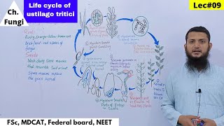 Life Cycle of Ustilago tritici  Disease Cycle of loose Smut of Wheat [upl. by Anibor647]