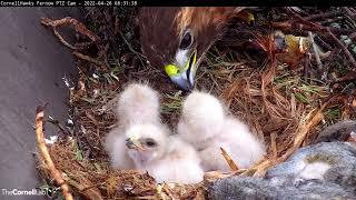 Three Downy Redtailed Hawk Nestlings Perk Up For Breakfast As 4th Egg Hatches – April 26 2022 [upl. by Robinet35]