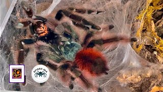 Mating Avicularia versicolor Antilles pinktoe tarantula thử cho Caribena versicolor giao phối [upl. by Kirsten562]