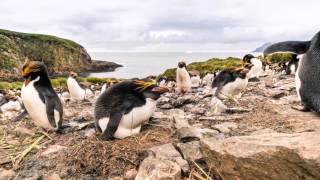 Macaroni penguins incubating [upl. by Hanoy]