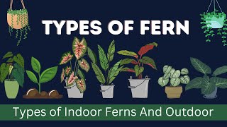 Types Of Ferns With Pictures And Names In English Vocabulary  Indoor Ferns  Outdoor Ferns [upl. by Lounge890]