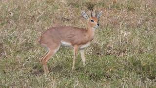 STEENBOK BURY HIS DUNG [upl. by Ajed358]