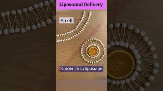 Liposomal Delivery ll 3D Animation ll Liposome Drug Delivery System ll SGpharmastudymaterial [upl. by Enitsugua]