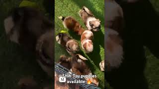 Excellent quality shih Tzu puppies available top quality 🔥🔥viralvideo doglover lovepets [upl. by Ephraim]