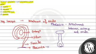 Ovules are attached to a parenchymatous cushion called A nucellus [upl. by Airrotal]