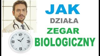 Jak działa zegar biologiczny  zegarbiologiczny [upl. by Sum]