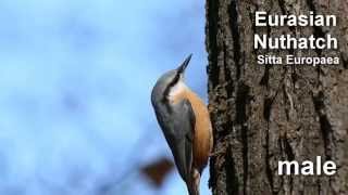 Nuthatch  Eurasian Nuthatch Bird Call and Pictures for Teaching [upl. by Anehsak]