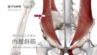 内腹斜筋の解剖学図｜musculus obliquus internus abdominis｜筋肉辞典44 [upl. by Doowle]