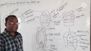 lecture9 Chara  nuculeoogonium structure and development [upl. by Zins]