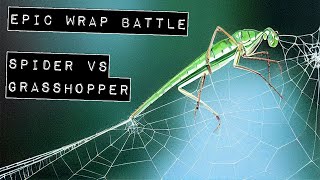 Epic Wrap Battle OrbWeaver spider vs Grasshopper [upl. by Rebeca]