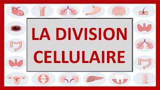 🔴CYTOLOGIE  LA DIVISION CELLULAIRE MITOSE ET MÉIOSE  et noyau interphasique [upl. by Cos]