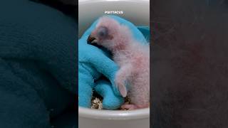 Newborn African grey baby parrot hand feeding first week life birds [upl. by Medina62]