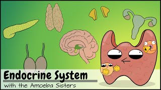 Endocrine System [upl. by Aisyram]