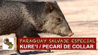 Paraguay Salvaje Especial Kurei Pecari de collar [upl. by Aim]