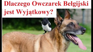 Dlaczego Owczarek Belgijski jest Wyjątkowy [upl. by Eltrym842]