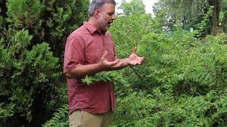 Beautyberry Callicarpa dichotoma  Plant Identification [upl. by Edaj380]