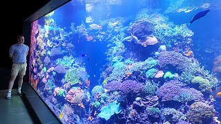 65000 liter CORAL REEF TANK  Private aquarium tour  Zoo Rostock [upl. by Pliam]