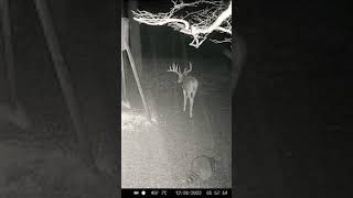 Big deer 6locc6a6y rap deerhunting [upl. by Franci]