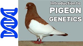 Introduction to Pigeon Genetics [upl. by Airres]