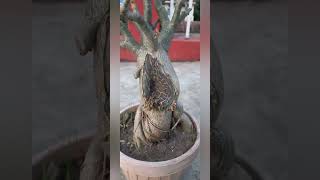 Adenium Root Rot Treatment [upl. by Lyrehc936]