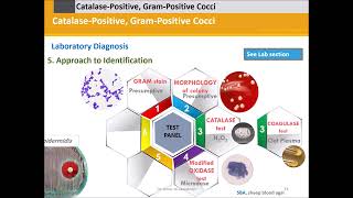 Staphylococci Catalase Positive Gram Positive Cocci [upl. by Bleier]