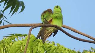 Green Bee Eater Birds amp Morning Sounds [upl. by Feirahs]