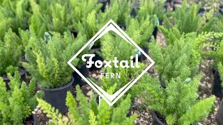 Foxtail Fern Care  Asparagus densiflorus Myersii On Sale at Plants by Mail [upl. by Attirb246]