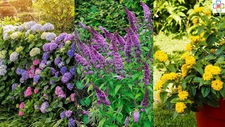 20 Shrubs that Bloom All Year  Year Round Shrubs According to Season [upl. by Ebbie]