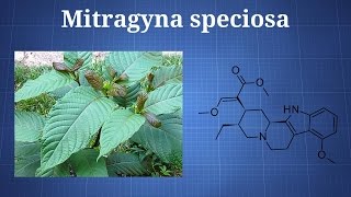 Kratom Mitragyna Speciosa What You Need To Know [upl. by Diogenes]