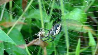 Black and Yellow Argiope Spider vs Cricket [upl. by Rex]