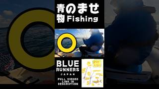 How to catch Yellowtail in Japan shorts fishing japan [upl. by Sky]