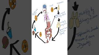 Entamoeba Histolytica Life Cycle Explained in 1 Minute short parasitologyLifeCycle simpleampeasy [upl. by Ainola]