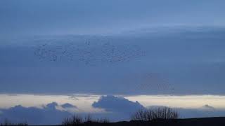 Murmuration of starlings in Dorchester [upl. by Keynes47]