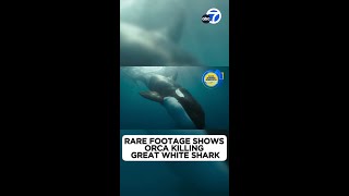 Orca takes down a great white shark on camera [upl. by Yahsel]