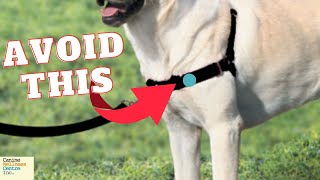 Why NoPull Harnesses Might Harm Your Dog And What to Use Instead [upl. by Nairdad]