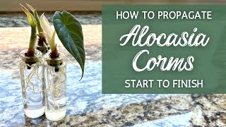 StepByStep BEST Way to Propagate Alocasia from Corms  Propagating Alocasia Bulbs Corms [upl. by Atled]