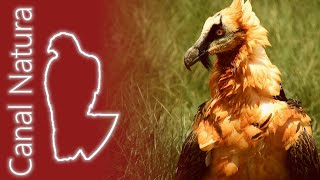 Quebrantahuesos Gypaetus barbatus Bearded Vulture 4K [upl. by Asiul20]