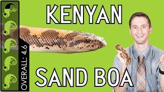 Kenyan Sand Boa The Best Pet Snake [upl. by Llerdnad729]