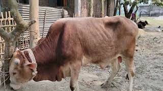 ambari gorur hat in bd best cow calection [upl. by Irtemed828]