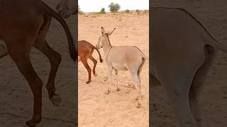 donkeys kicks villagelife animals kicks fighting [upl. by Aniratac288]