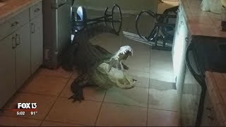 Florida woman comes facetoface with alligator in kitchen [upl. by Daphna773]