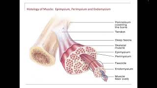 Epimysium Perimysium Endomysium Tendon Fascia Aponeurosis [upl. by Ecenaj651]