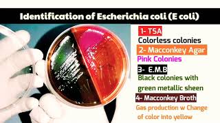 Escherichia coli E coli Identification on EMB TSA Macconkey broth amp MacConkey Agar [upl. by Paderna234]