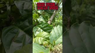 Hasil sunat bahan kopi robusta [upl. by Ilarrold469]